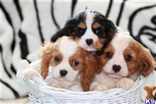 cavalier king charles spaniel puppy posted by mac johnson
